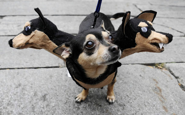 Disfraces De Halloween Para Mascotas: Tiernos A La Par Que Terroríficos