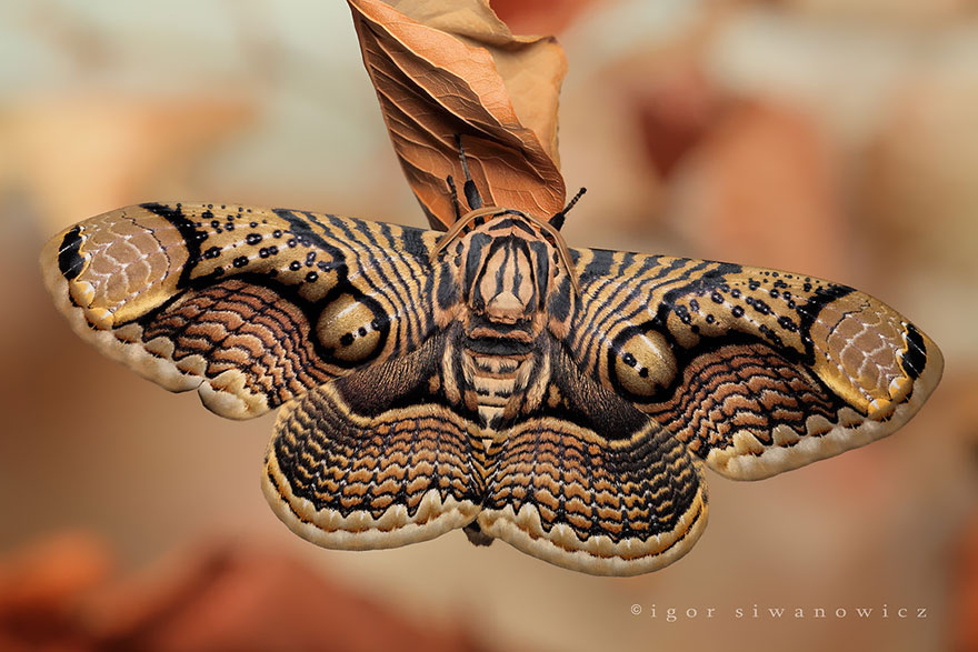 Metamorfosis Lepidópteras: El Antes Y Después De Mariposas Y Polillas