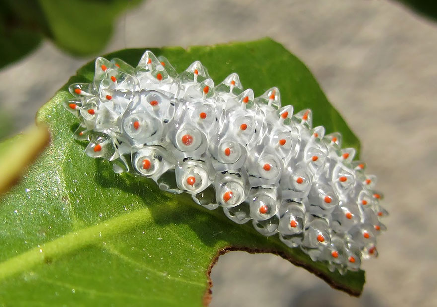 Metamorfosis Lepidópteras: El Antes Y Después De Mariposas Y Polillas