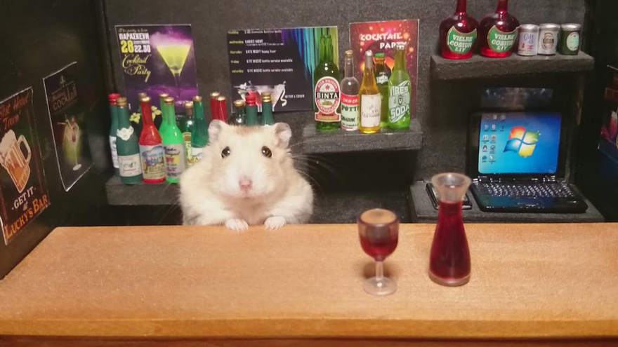 Hamsters Camareros Que Te Atenderán Gustosos En Sus Pequeños Bares