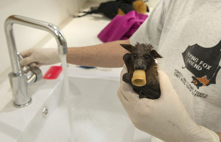 Hospital Para Murciélagos En Australia Acoge A Crías Enfermas