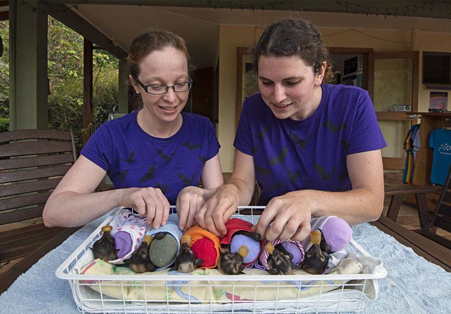 Hospital Para Murciélagos En Australia Acoge A Crías Enfermas