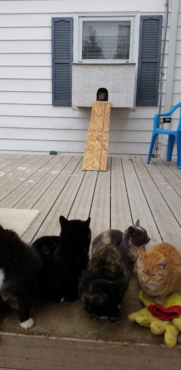 Padre Construye Un "Gatoacuario" Para Que Los Gatos No Se Congelen