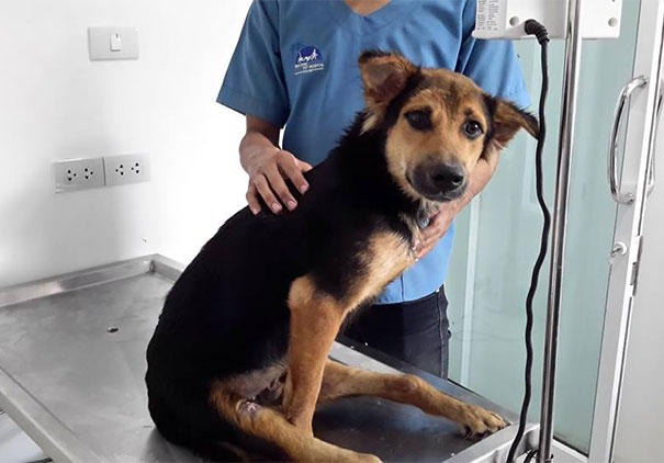 La Tierna Historia De Leo, Un Cachorrito Con Parálisis Encontrado En Tailandia