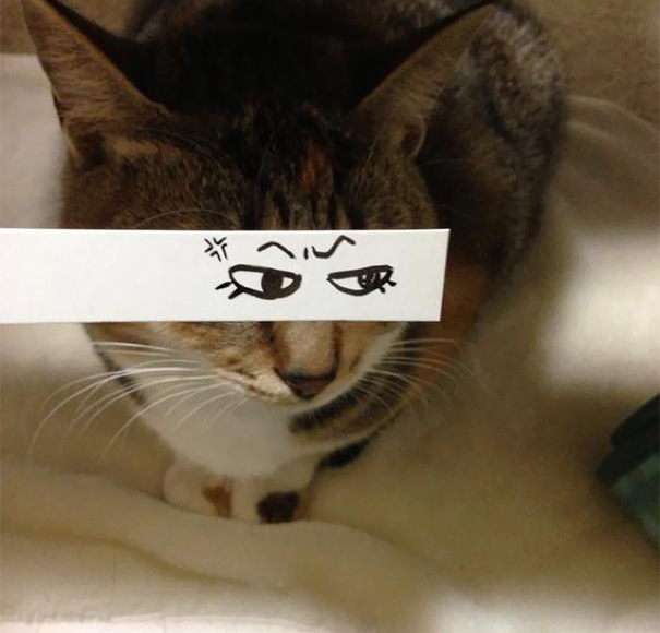 Dueños Japoneses Ponen A Sus Gatos Divertidos Ojos Estilo Anime