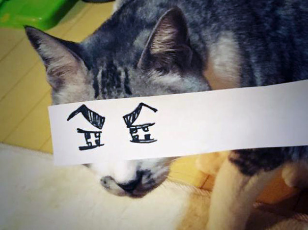 Dueños Japoneses Ponen A Sus Gatos Divertidos Ojos Estilo Anime