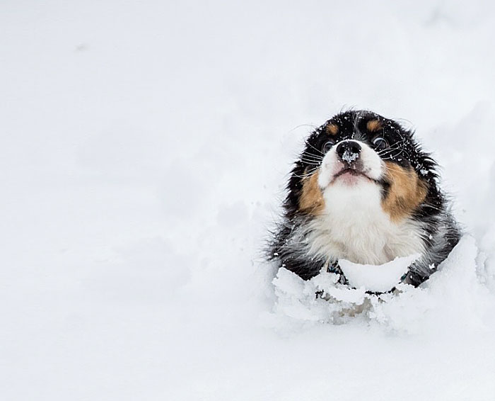 15 Animales Jugando En La Nieve Por Primera Vez