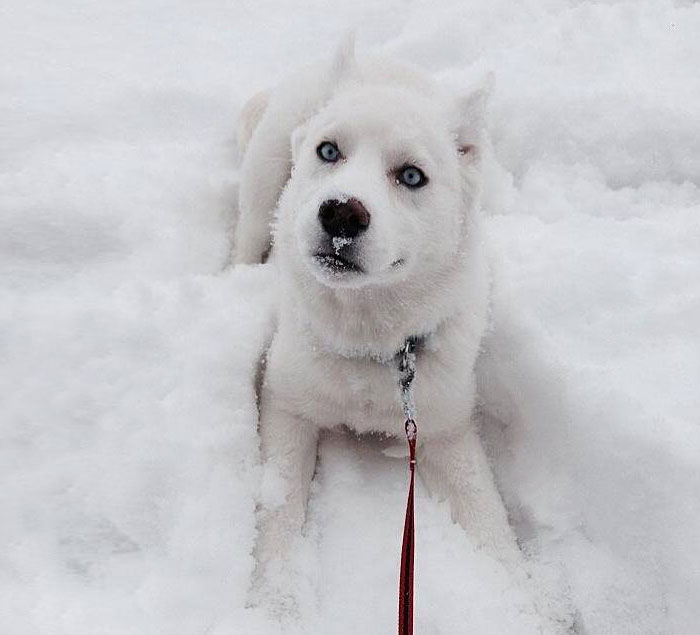 15 Animales Jugando En La Nieve Por Primera Vez