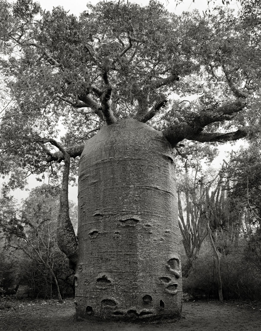 Árboles antiguos: Esta mujer ha pasado 14 años fotografiando los árboles más viejos del mundo