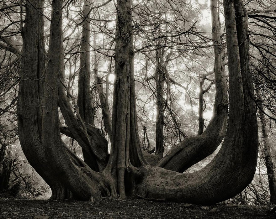 Árboles antiguos: Esta mujer ha pasado 14 años fotografiando los árboles más viejos del mundo