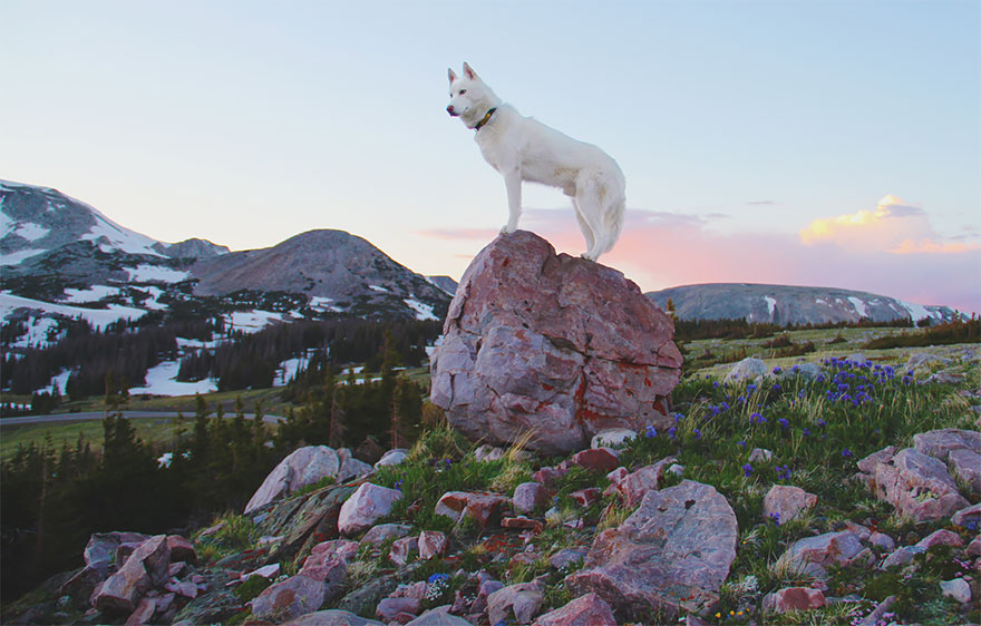 Las Salvajes Aventuras De Un Hombre Y Su Perro Vistas En Majestuosas Fotos De La Naturaleza