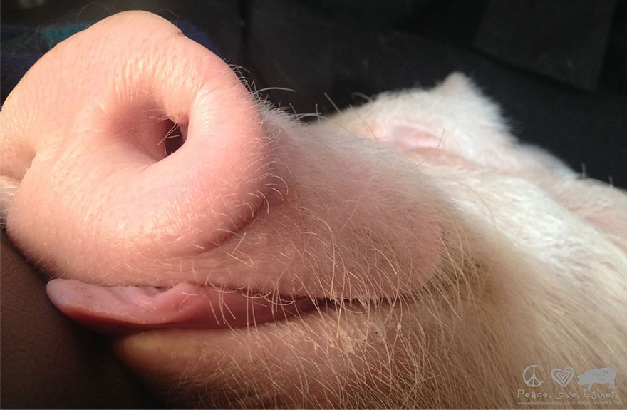 Esta pareja pensaba que había adoptado un mini cerdo, pero se convirtió en 300 kilos de ternura