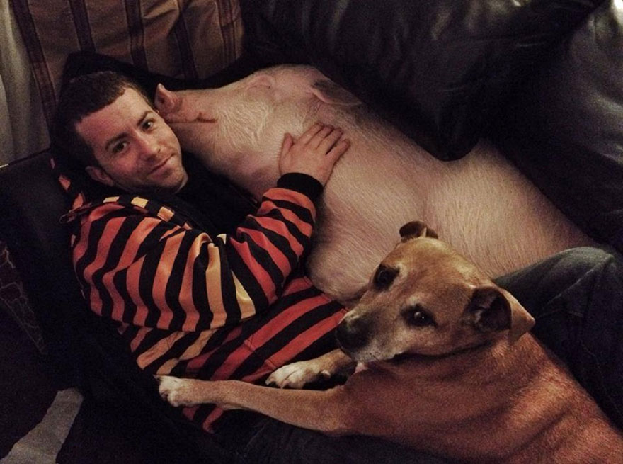 Esta pareja pensaba que había adoptado un mini cerdo, pero se convirtió en 300 kilos de ternura