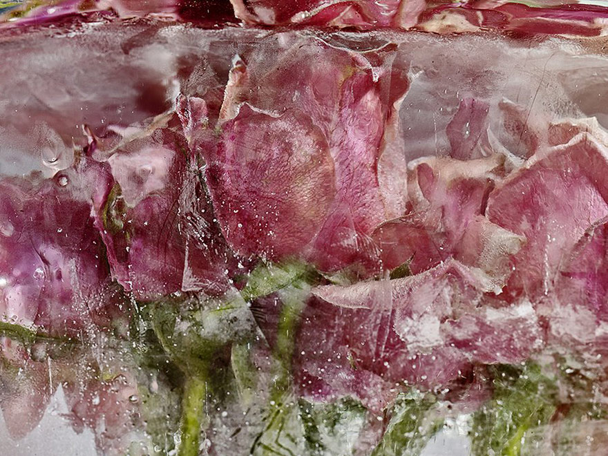 flores-congeladas-encerradas-eter-kenji-shibata (5)