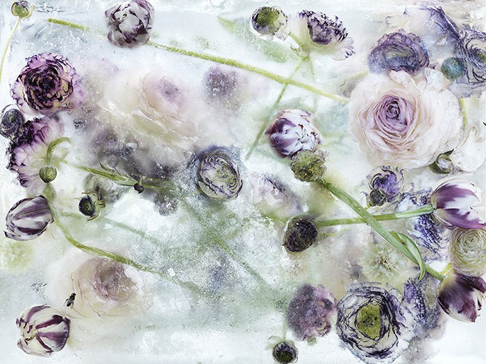 Preciosas Flores Encerradas En Bloques De Hielo Que Parecen Cuadros De Acuarelas