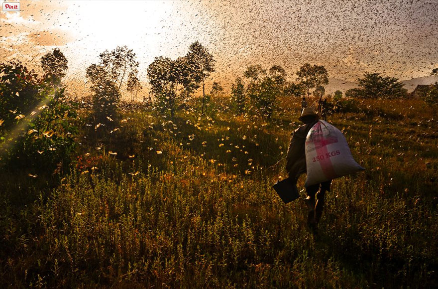 25 fotos asombrosas de la migración animal