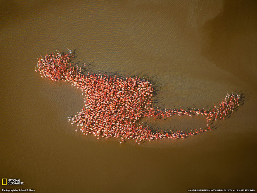 25 fotos asombrosas de la migración animal