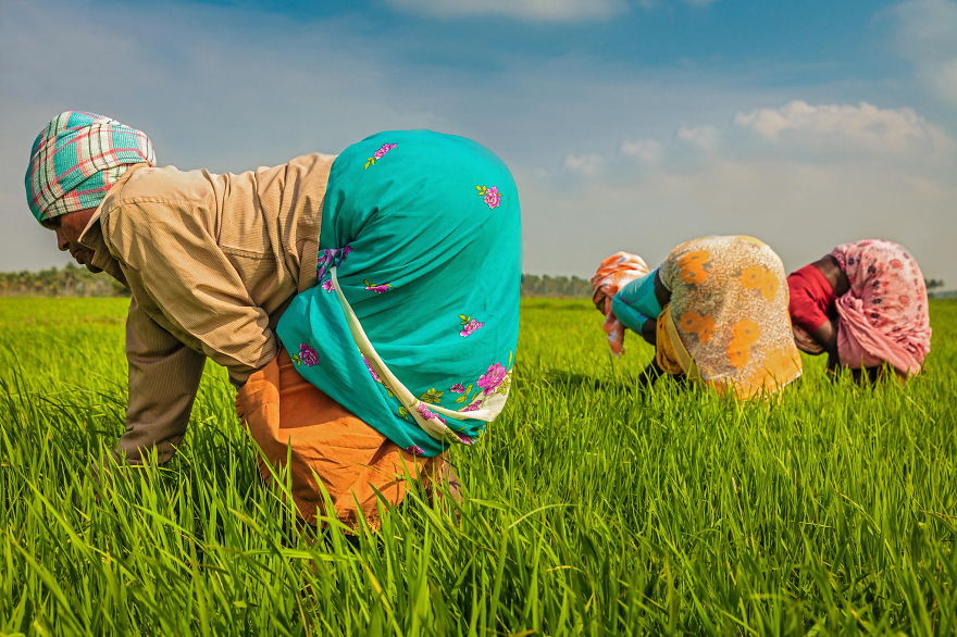 20 Increíbles arrozales que embellecen el paisaje