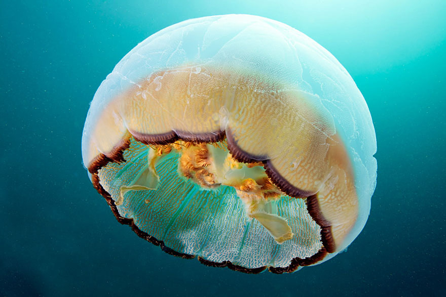 Las nuevas fotos de Alexander Semenov muestran la extraña belleza de las medusas