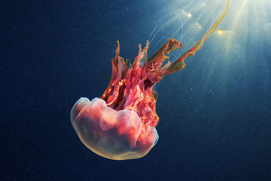 Las nuevas fotos de Alexander Semenov muestran la extraña belleza de las medusas