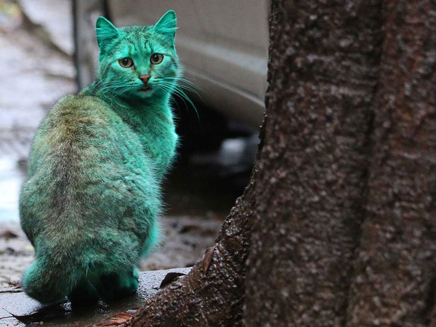 Este Gato Callejero Se Volvió Verde Accidentalmente