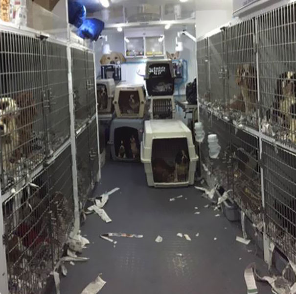 Voluntarios Consiguen Rescatar a 108 Perros Maltratados De Un Criadero