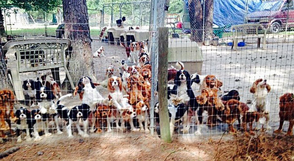 Voluntarios Consiguen Rescatar a 108 Perros Maltratados De Un Criadero