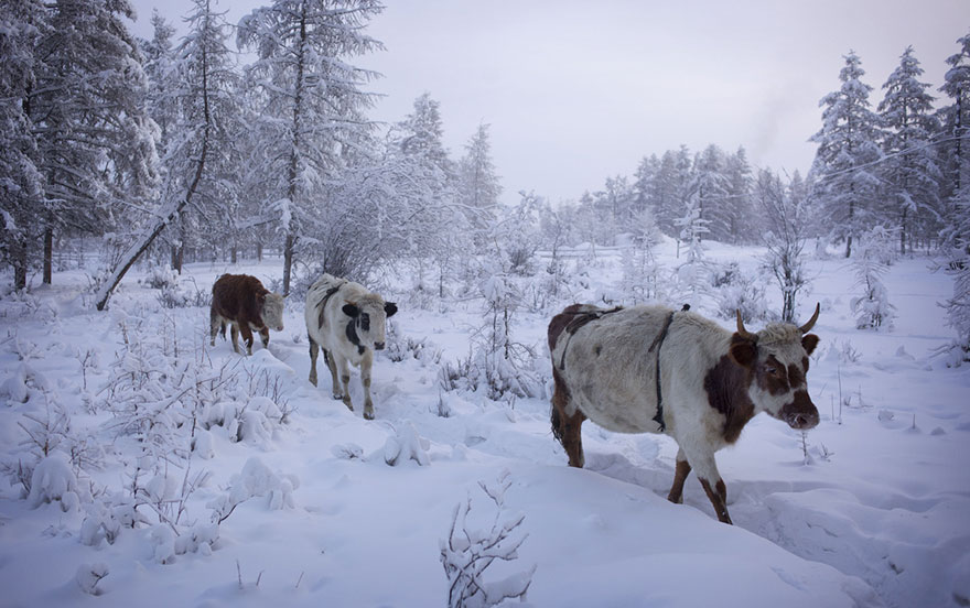 Este fotógrafo viajó desde Yakutsk a Oymyakon, el pueblo más frío del planeta