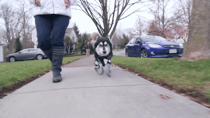 Este perro con patas deformes consiguió unas prótesis impresas en 3D que le permiten correr
