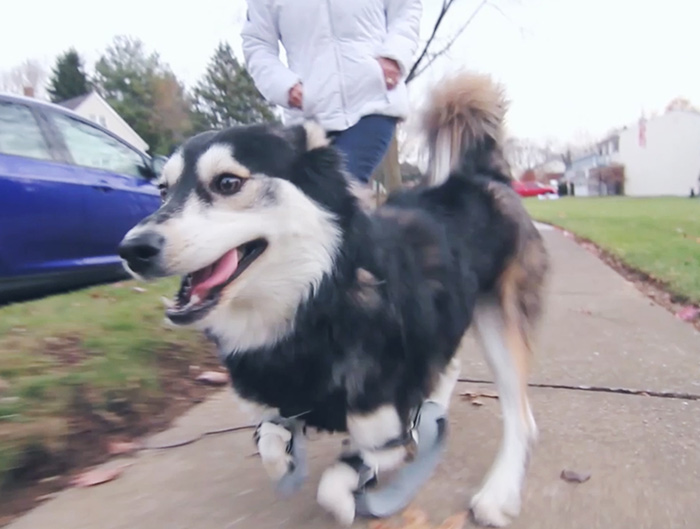 Este perro con patas deformes consiguió unas prótesis impresas en 3D que le permiten correr