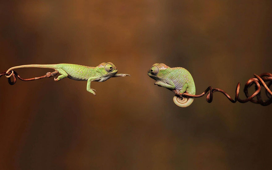16 Fotos que demuestran que los reptiles también pueden ser adorables