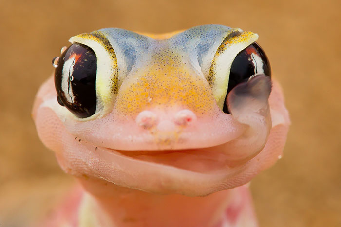 16 Fotos que demuestran que los reptiles también pueden ser adorables