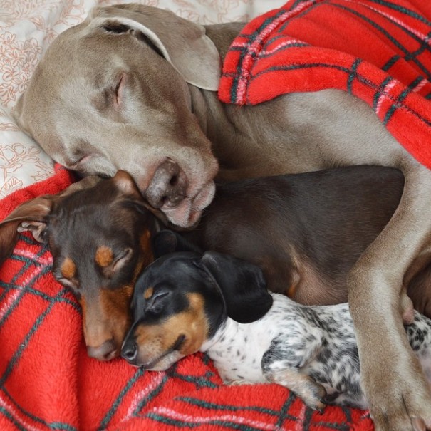 Un nuevo cachorrito se une al adorable dúo perruno de Harlow e Indiana