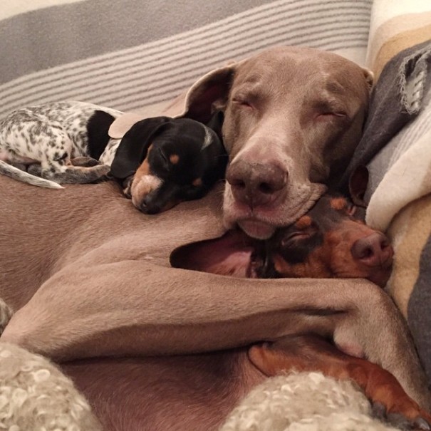 Un nuevo cachorrito se une al adorable dúo perruno de Harlow e Indiana
