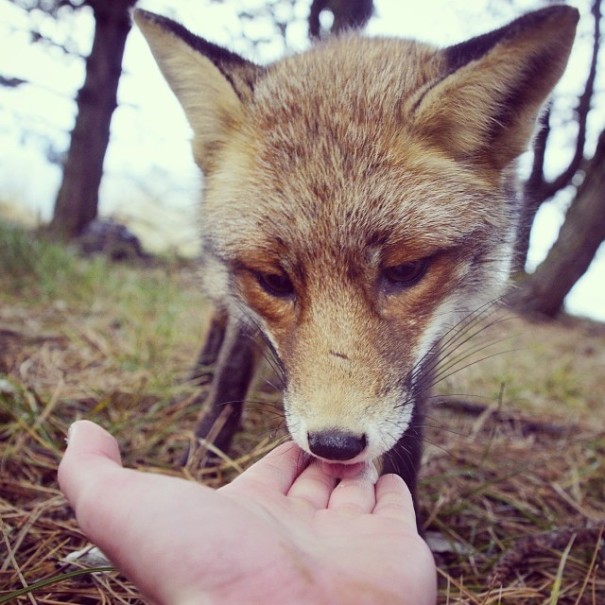 Este "susurrador de ardillas" finés alimenta a los animales a cambio de adorables fotos