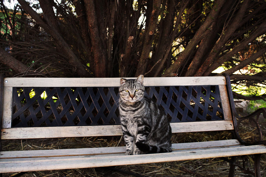 Cada semana hago fotos en el mayor santuario de gatos de California (con más de 700 gatos)