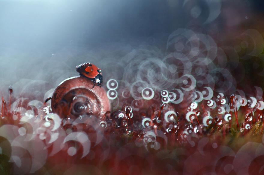 Mágicas fotos macro que muestran un mundo en miniatura con caracoles y bichos