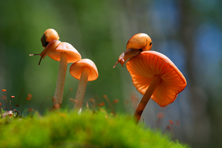 Mágicas fotos macro que muestran un mundo en miniatura con caracoles y bichos