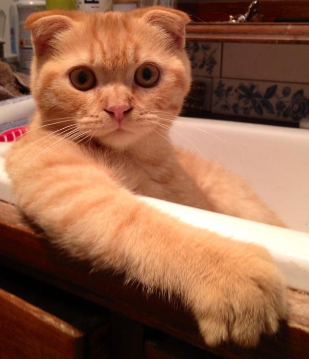 14 Gatos a los que les gusta bañarse más que a ti