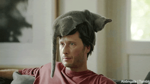 Llevar gatos vivos como sombreros es la última y más adorable moda