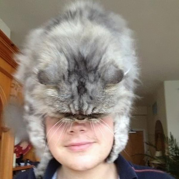 gatos-sombreros (3)