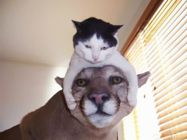 gatos-sombreros (7)