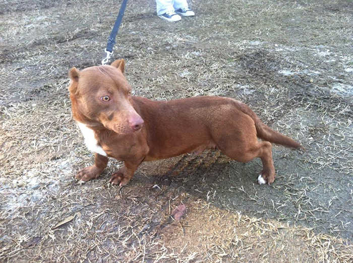 Este cruce de dachshund y pitbull es el perro más raro que hayamos visto nunca