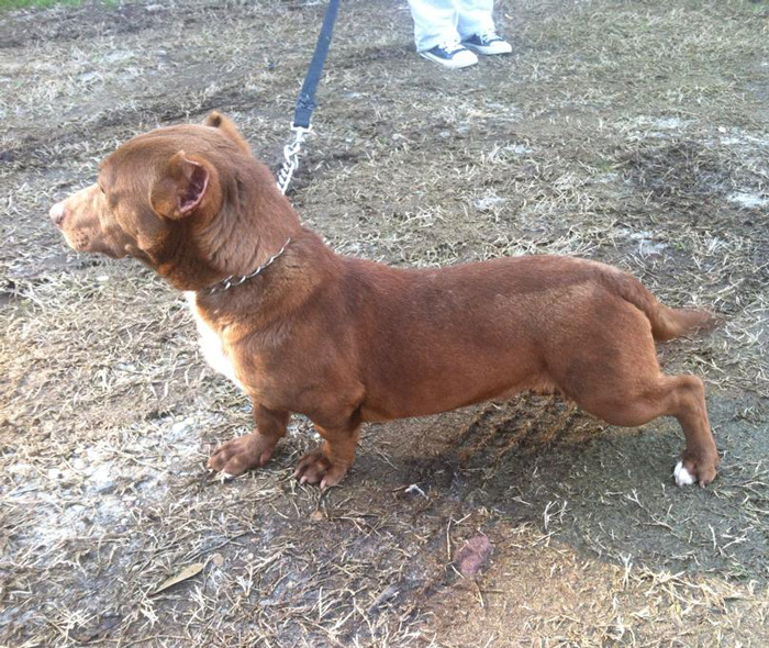 Este cruce de dachshund y pitbull es el perro más raro que hayamos visto nunca