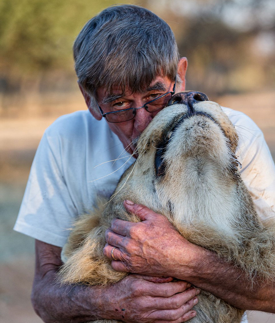 11 Años de amistad unen a un león y al humano que lo salvó