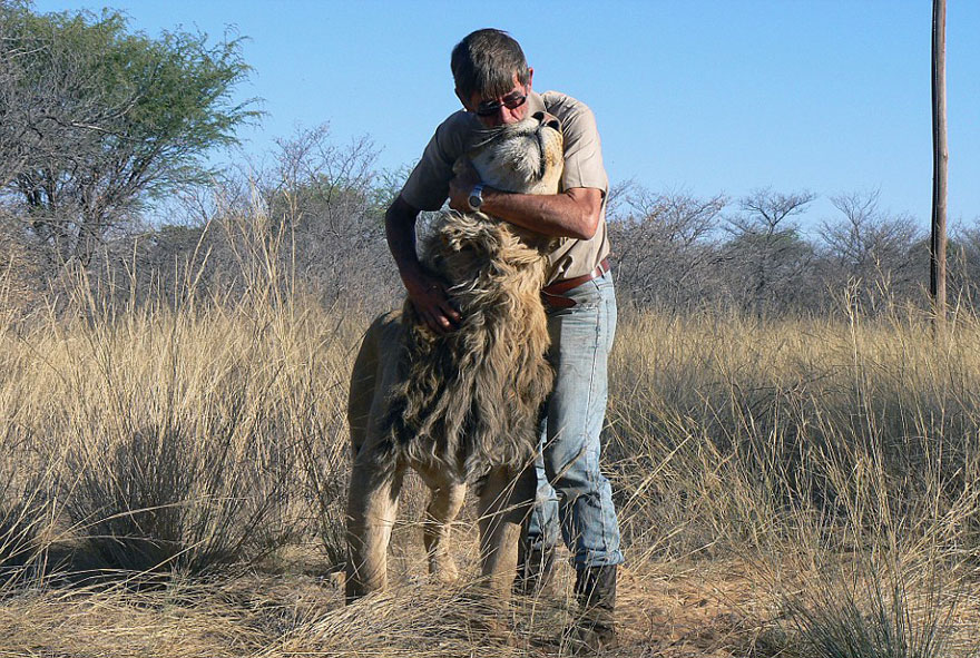 11 Años de amistad unen a un león y al humano que lo salvó