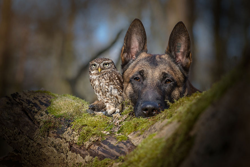 La poco probable amistad entre un perro y un búho