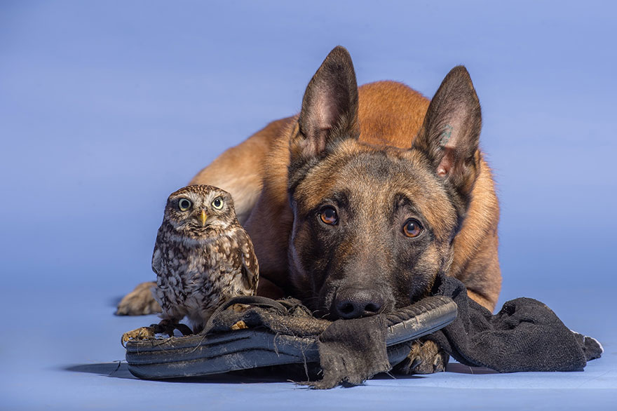 La poco probable amistad entre un perro y un búho