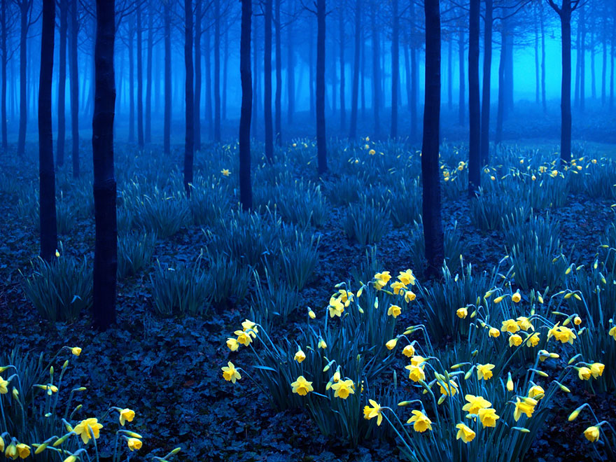 15 Bosques misteriosos perfectos para perderse