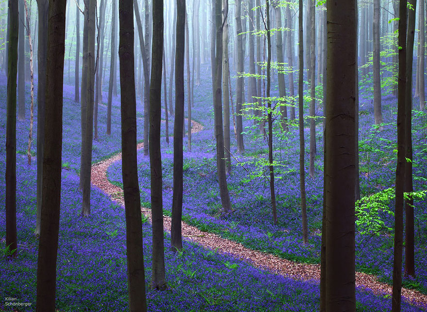 15 Bosques misteriosos perfectos para perderse